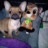 Bailey en Bami