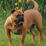 Kokobulls Loena off Original Bulls. Loena is onze Alfa teef, Ze is een…