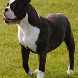 Kokobulls Ziva is een stoere ondeugend Old English Bulldog. Ze is…