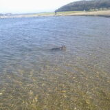 Phanny zwemt heel graag in het Veerse Meer.