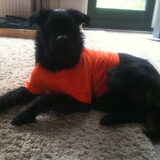 een viervoetige oranje fan