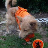 Foto van Muis,Vera, Papadopoulos, Odette, Annabelle en Ciska (Terra+, Dinky+, Saltarin+, Sam+, Zara+, Paco+)