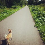 Wandelen
