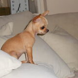 Foto van chihuahua's