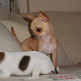 Foto van chihuahua's