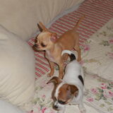 Foto van chihuahua's