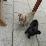 Foto van chihuahua's