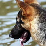 wandelen balij met chewy