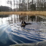 Again Bibi