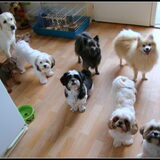 Lana, Camila, Sammy, Joepie, Zazou, Cloudy, Deva en Senna