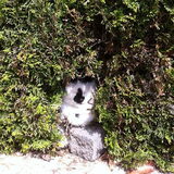 Onze kat Jip.
