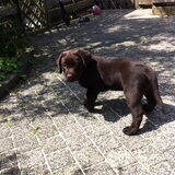Foto van Lisette en Rox