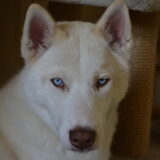 Foto van Hachi
