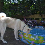 Foto van Hachi