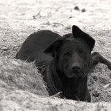 Ingraven in Soester Duinen