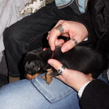 Hailey 4 wkn