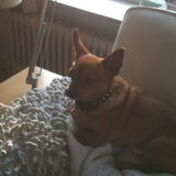 Chicca