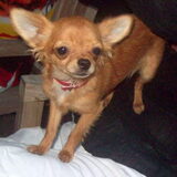Chanty, als pup
