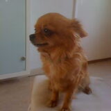 Chanty