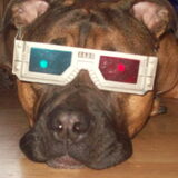Dit is mijn andere hond Bink, een kruising tussen een Stafford en een…