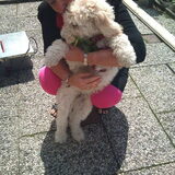 Foto van Gerda en Labradoodle Bowie