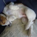 "Sammie" ons hondje.