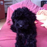 Foto van Dewi & de doodles
