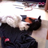 Foto van Dewi & de doodles