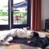 Foto van Dewi & de doodles
