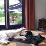 Foto van Dewi & de doodles