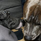 Foto van Chris, Yankee & Chinook & Suga