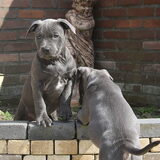 Foto van Chris, Yankee & Chinook & Suga