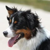 Foto van Puck en Inca