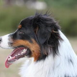 Foto van Puck en Inca