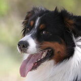 Foto van Puck en Inca
