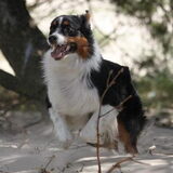Foto van Puck en Inca