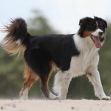Foto van Puck en Inca