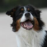 Foto van Puck en Inca