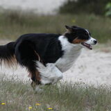 Foto van Puck en Inca