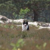 Foto van Puck en Inca