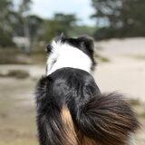 Foto van Puck en Inca