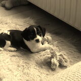 onze Tim,negen week oud.