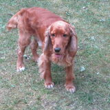 Foto van simba en perra
