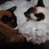met Smokey en Simba , dikke vriendjes