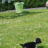 Lizzy hier bijna 6 weken oud