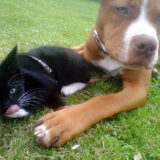 Foto van Chre & Djago & Anisa & Elvis