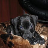 Micky toen nog als klein lief puppy
