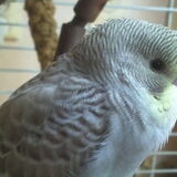 Foofer mun nieuwe birdie :)