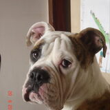 lief he