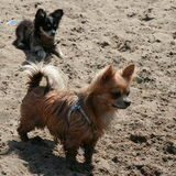 Foto van Tara,Matz,Ollie